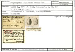 Karteikarte zum Lectotyp von Polymorphina longicollis Karrer, 1870